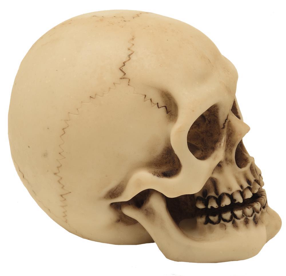 Czaszka Figurka Model Dekoracja Halloween Gadżet Prezent - MC-30683