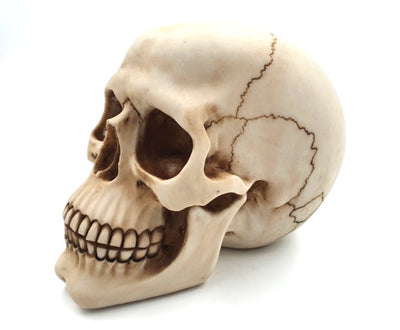 Czaszka Dekoracyjna Figurka 15 cm - MC-30685